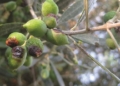 Ενημέρωση για την πορεία του Προγράμματος Δακοκτονίας 2026 Περιφέρειας Κρήτης