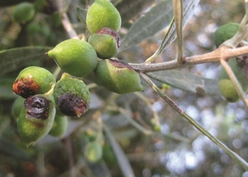 Ενημέρωση για την πορεία του Προγράμματος Δακοκτονίας 2026 Περιφέρειας Κρήτης