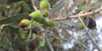 Ενημέρωση για την πορεία του Προγράμματος Δακοκτονίας 2026 Περιφέρειας Κρήτης