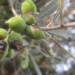 Ενημέρωση για την πορεία του Προγράμματος Δακοκτονίας 2026 Περιφέρειας Κρήτης