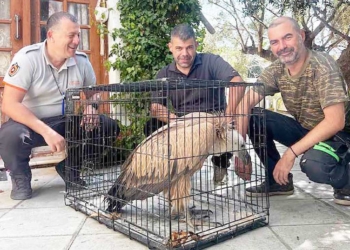 Αρκετές διασώσεις άγριας ζωής  και 25 φωλιές Caretta Caretta