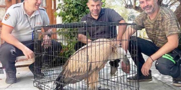 Αρκετές διασώσεις άγριας ζωής και 25 φωλιές Caretta Caretta