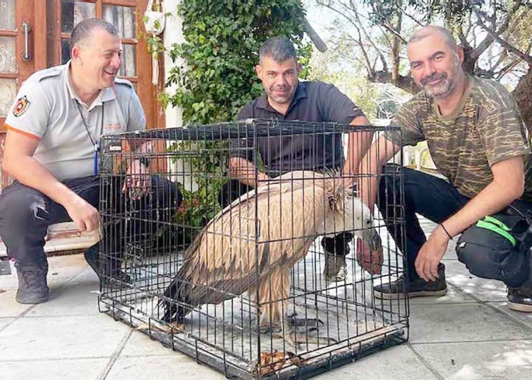 Αρκετές διασώσεις άγριας ζωής  και 25 φωλιές Caretta Caretta