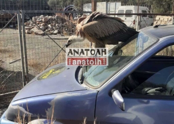 Αγ. Νικόλαος: αυξάνονται τα περιστατικά με γύπες στους δρόμους