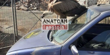Αγ. Νικόλαος: αυξάνονται τα περιστατικά με γύπες στους δρόμους