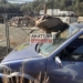Αγ. Νικόλαος: αυξάνονται τα περιστατικά με γύπες στους δρόμους