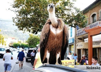 Γύπες στους δρόμους, στα αυτοκίνητα και στα αεροδρόμια – Τι συμβαίνει στην Κρήτη