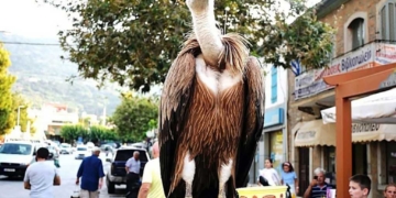 Γύπες στους δρόμους, στα αυτοκίνητα και στα αεροδρόμια – Τι συμβαίνει στην Κρήτη