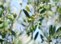 Παράταση εφαρμογής της υποχρεωτικής δήλωσης συγκομιδής ελαιοκάρπου