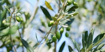 Παράταση εφαρμογής της υποχρεωτικής δήλωσης συγκομιδής ελαιοκάρπου