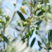 Παράταση εφαρμογής της υποχρεωτικής δήλωσης συγκομιδής ελαιοκάρπου