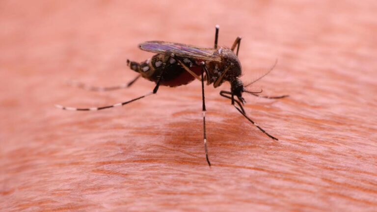 A mosquito that carries dengue fever and Zika virus is sucking blood on a person's skin.