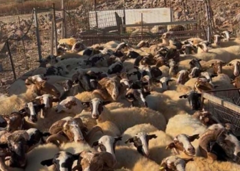 Πρώτος μαζικός επιτόπιος έλεγχος για αγροτικές επιδοτήσεις: 195 κτηνοτρόφοι ελέγχθηκαν στην Κρήτη