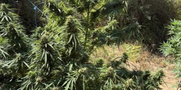 Σε ειδικά διαμορφωμένο χώρο εντοπίστηκαν, εκριζώθηκαν και κατασχέθηκαν συνολικά 13 δενδρύλλια κάνναβης