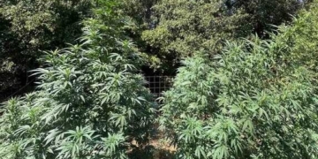 Εντοπίστηκαν φυτείες και κατασχέθηκαν δενδρύλλια κάνναβης 