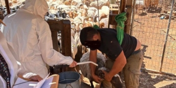 ΑΑΔΕ: Πρώτος μαζικός επιτόπιος έλεγχος για αγροτικές επιδοτήσεις – 195 κτηνοτρόφοι ελέγχθηκαν στην Κρήτη