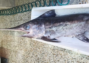 Οι ξιφίες και τα…ξιφιάδικα σκάφη