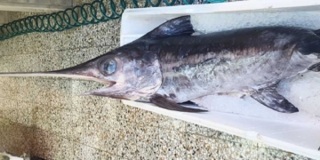 Οι ξιφίες και τα…ξιφιάδικα σκάφη