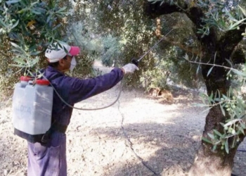 Ιεράπετρα: Έναρξη του 3α’ γενικού δολωματικού ψεκασμού δακοκτονίας