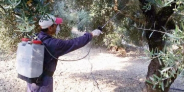 Ιεράπετρα: Έναρξη του 3α’ γενικού δολωματικού ψεκασμού δακοκτονίας