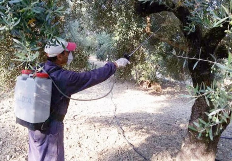 Ιεράπετρα: Έναρξη του 3α’ γενικού δολωματικού ψεκασμού δακοκτονίας