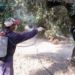 Ιεράπετρα: Έναρξη του 3α’ γενικού δολωματικού ψεκασμού δακοκτονίας