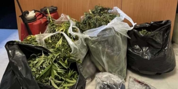 Έγκλειστος καλλιεργούσε κάνναβη έξω από τις φυλακές – Εντοπίστηκαν 35 δενδρύλλια ύψους έως 3 μέτρα