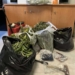 Έγκλειστος καλλιεργούσε κάνναβη έξω από τις φυλακές – Εντοπίστηκαν 35 δενδρύλλια ύψους έως 3 μέτρα