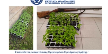 Συνελήφθησαν 2 άτομα για καλλιέργεια δενδρυλλίων κάνναβης σε περιοχή του Ηρακλείου