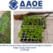 Συνελήφθησαν 2 άτομα για καλλιέργεια δενδρυλλίων κάνναβης σε περιοχή του Ηρακλείου