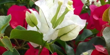 Η φωτογραφία της ημέρας