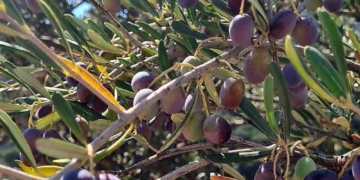 Πρώιμα μηνύματα για τη νέα ελαιοκομική περίοδο