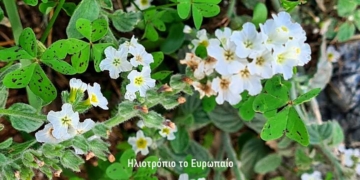 Τα μικρά αγριολούλουδα της Κερά Καλής