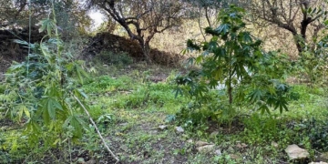 Εντοπίσθηκε φυτεία κάνναβης με 71 δενδρύλλια κάνναβης και κατασχέθηκαν περισσότερα από 36 κιλά κάνναβης