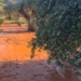 Απέραντος λασπότοπος παραμένει ο κάμπος Λακωνίων (βίντεο)