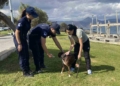  Εντατικοί έλεγχοι  για την προστασία ζώων συντροφιάς στην Κρήτη